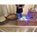Food  Live station